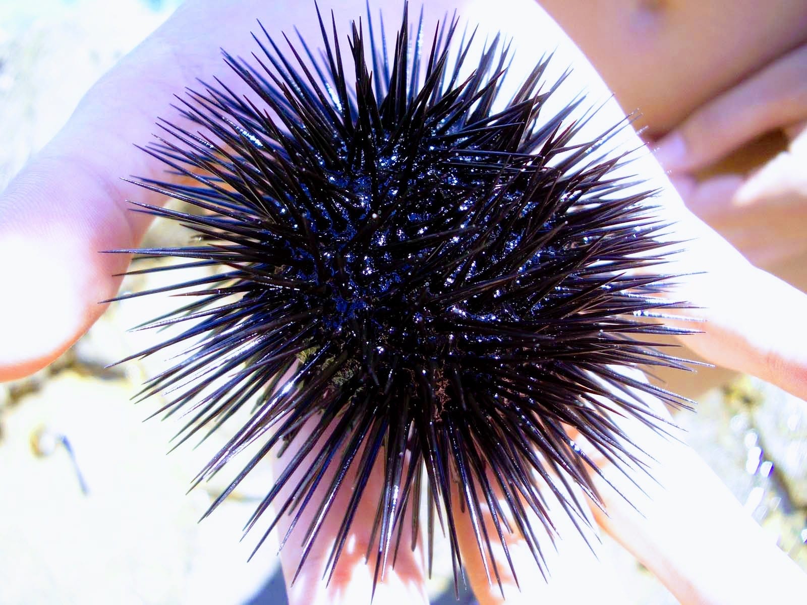 Morsko življenje - morski ježek