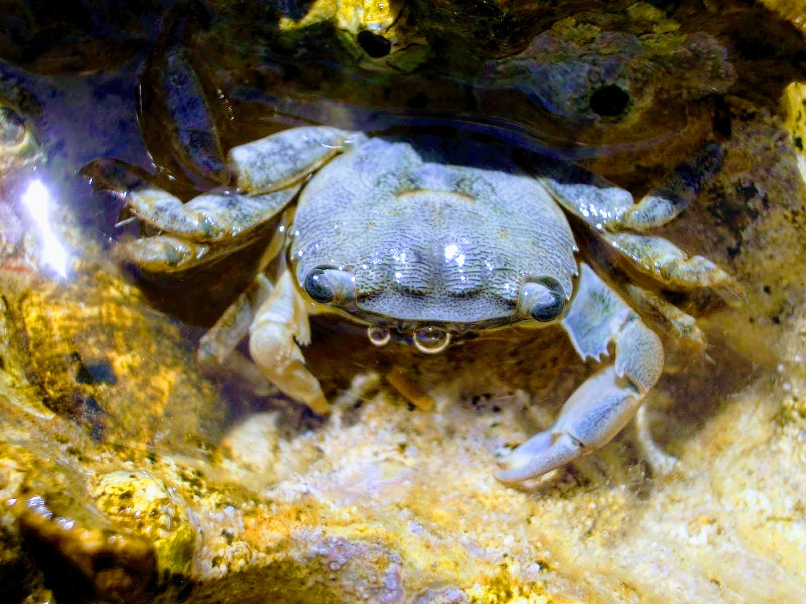 Morsko življenje - rak